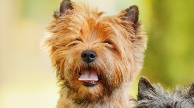 Razas de perro: Cairn Terrier