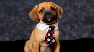 Razas de perro: Puggle