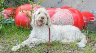 Razas de perro: Spinone italiano