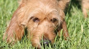 Razas de perro: Basset Leonado de Bretaña