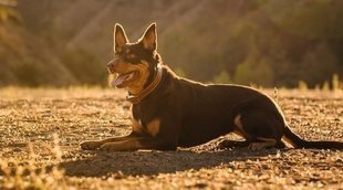 Razas de perro: Kelpie australiano